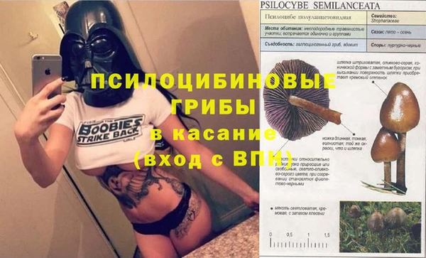 прущие грибы Баксан