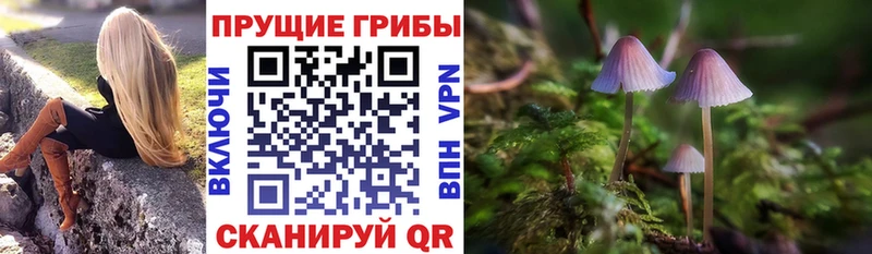 Псилоцибиновые грибы Psilocybe  Славгород 